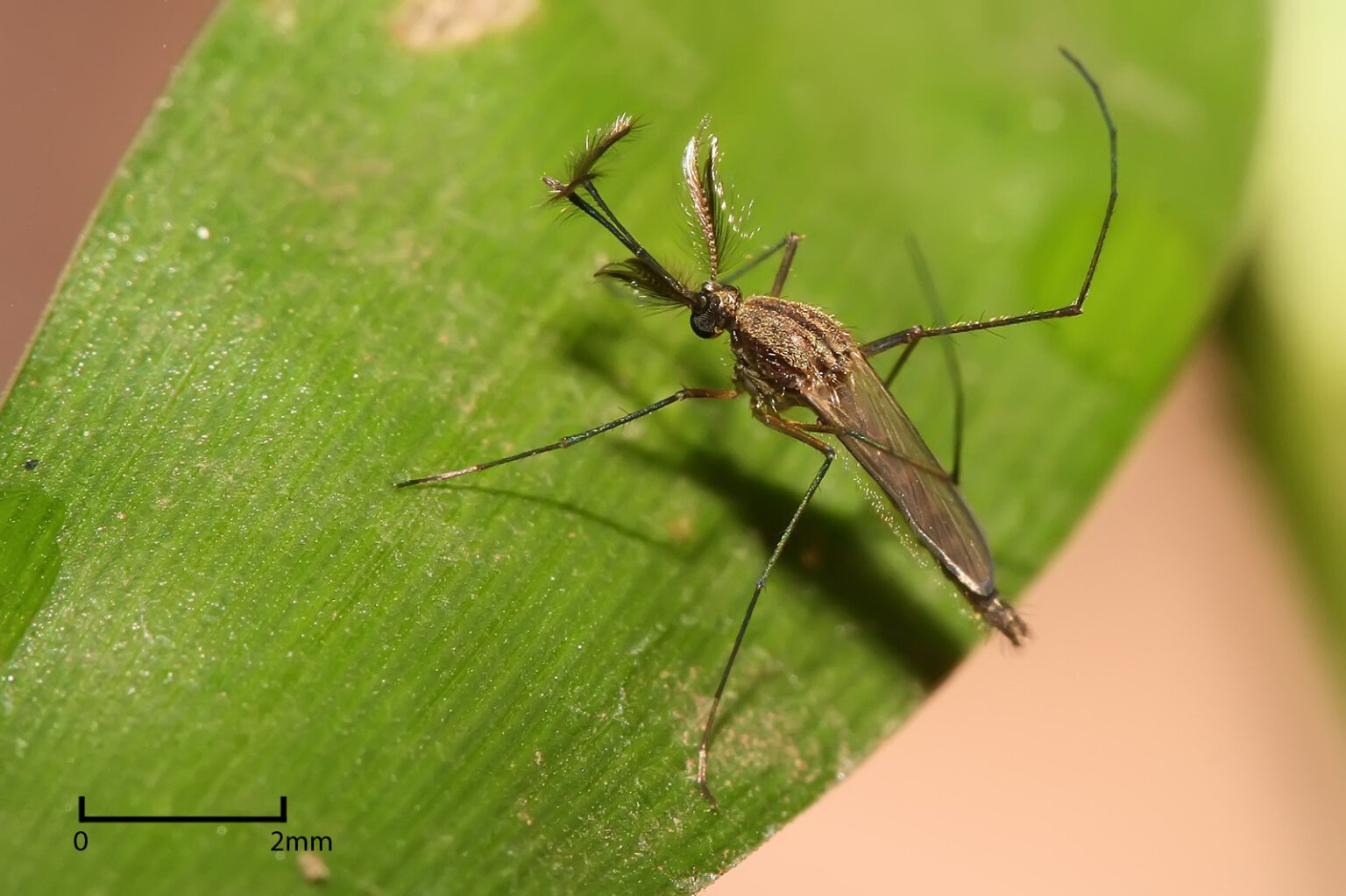 Culex sp