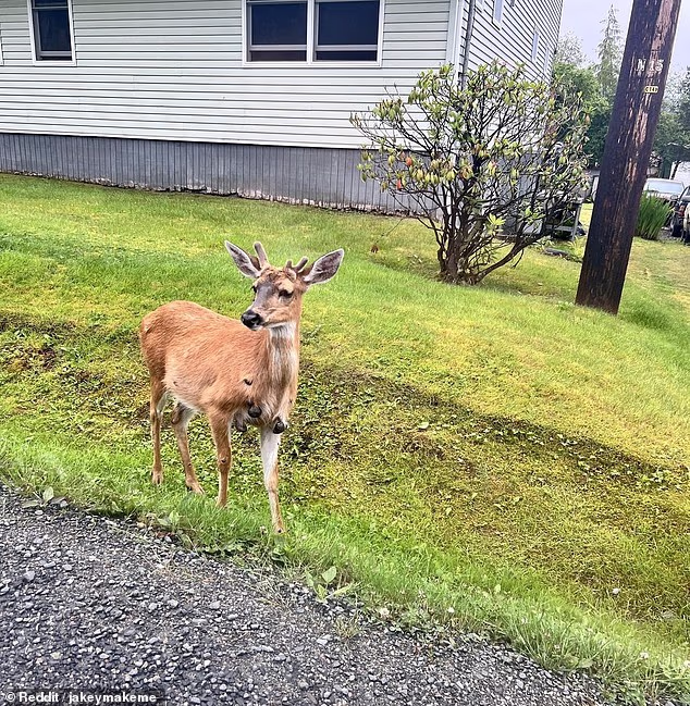 101392651 15017759 A Reddit user posted images of a deer covered in cutaneous fibro a 1 1755701079376
