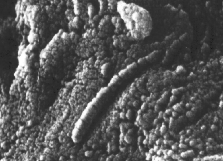 alieni marziani crediti NASA