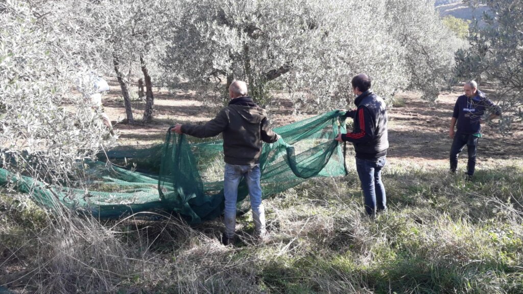 Open Farms, in Umbria l’agricoltura diventa terreno di inclusione per i giovani con autismo Open Farms 1