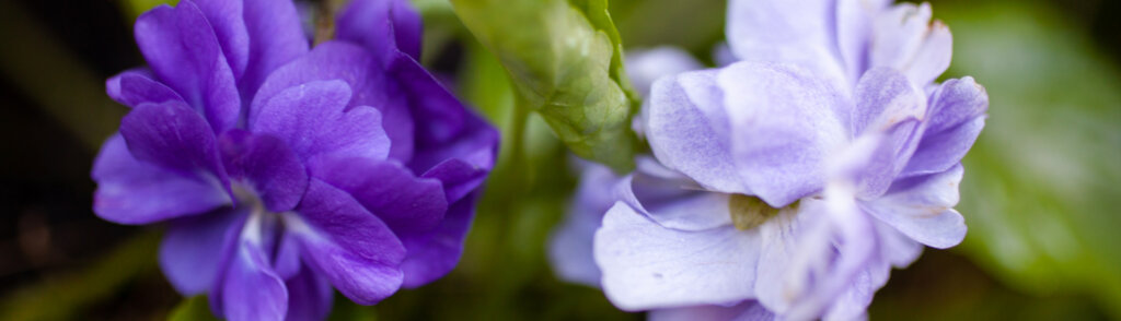 violetta 1500x430 1